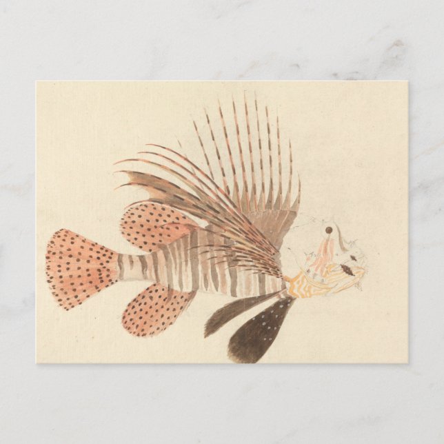 Cartão Postal Luigi Balugani - Lionfish (Frente)