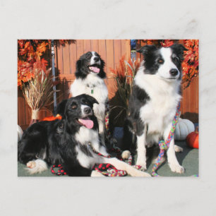 Cartão Postal Luke Winnie e Lando - Border Collie Photo-05