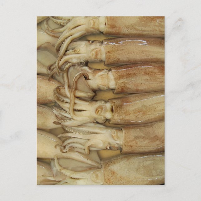 Cartão Postal Lula - Calamares (Frente)