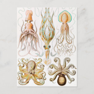 Cartão Postal Lula de Octopus, Gamochonia por Ernst Haeckel