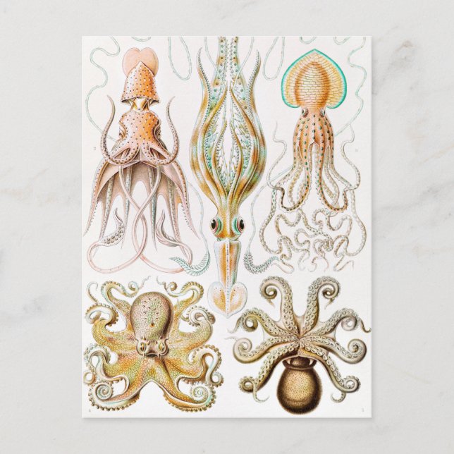 Cartão Postal Lula de Octopus, Gamochonia por Ernst Haeckel (Frente)