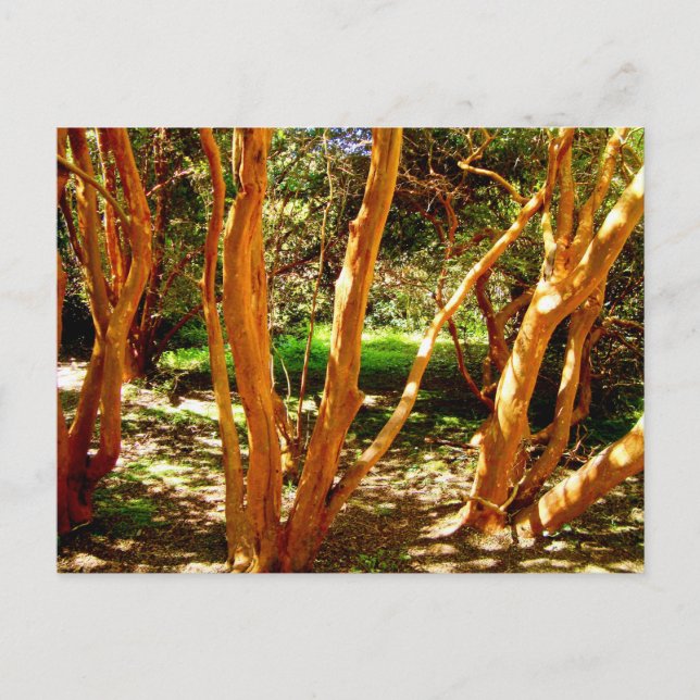 Cartão Postal Luma apiculata, Chile (Frente)