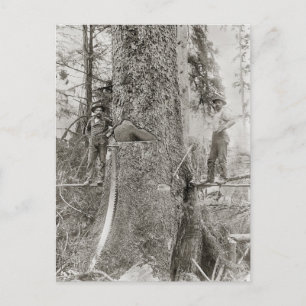 Cartão Postal Lumberjacks com Giant Fir, 1905