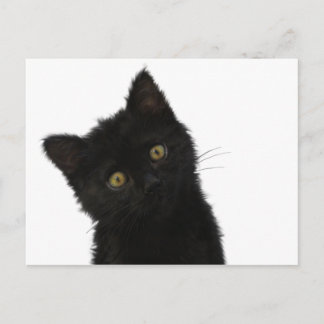 Cartão Postal Luna Bella Black Kitten
