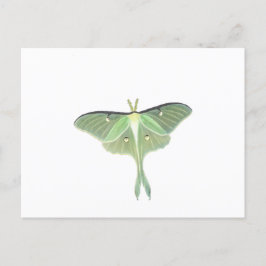 Cartão Postal Luna Moth