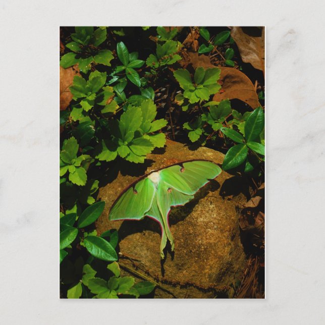 Cartão Postal Luna verde-gigante (Frente)