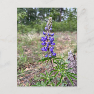 Cartão Postal Lupina (Lupinus sericeus)