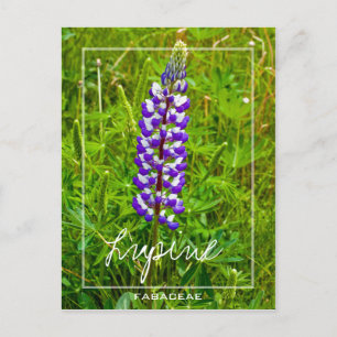 Cartão Postal Lupina Púrpura E Branca   Lupina   Lupinus Flower