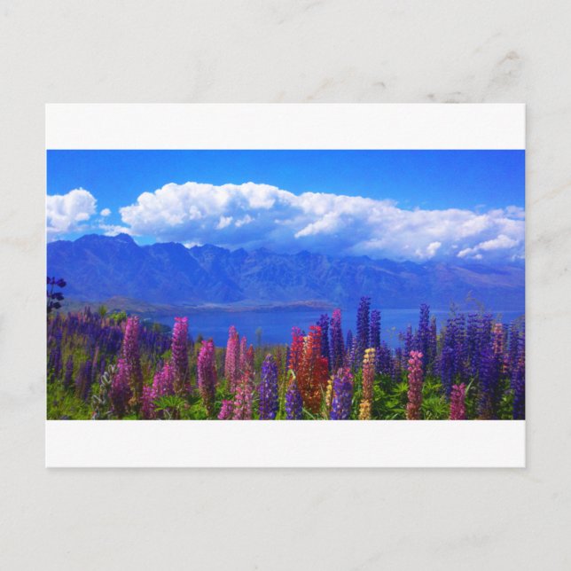 Cartão Postal Lupine de Queenstown Nova Zelândia sobre o lago (Frente)