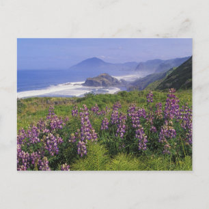 Cartão Postal Lupine flowers and rugged coastline along