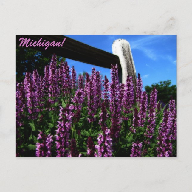 Cartão Postal Lupine Garden (Frente)
