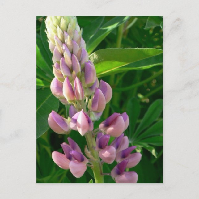 Cartão Postal Lupine rosa (Frente)