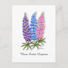 Cartão Postal Lupinos da Nova Escócia