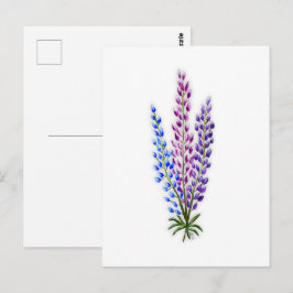 Cartão Postal Lupinos da Nova Escócia