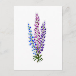 Cartão Postal Lupinos da Nova Escócia
