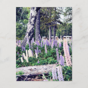 Cartão Postal Lupins púrpura rosa rosa, Nova Zelândia Fotogr