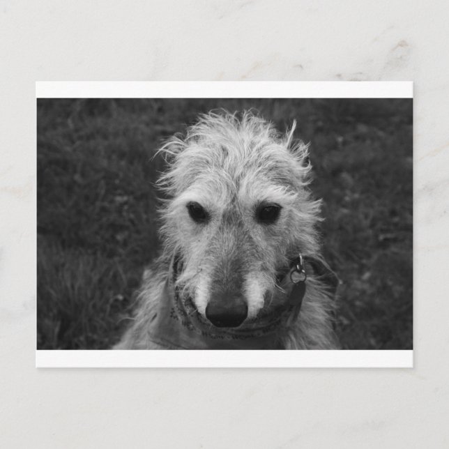 Cartão Postal Lurcher (Frente)