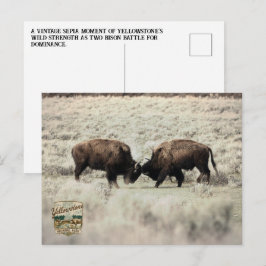 Cartão Postal Luta de Bisontes Sepia Yellowstone