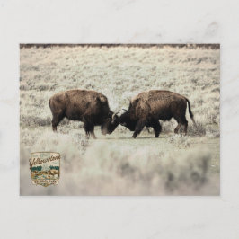 Cartão Postal Luta de Bisontes Sepia Yellowstone