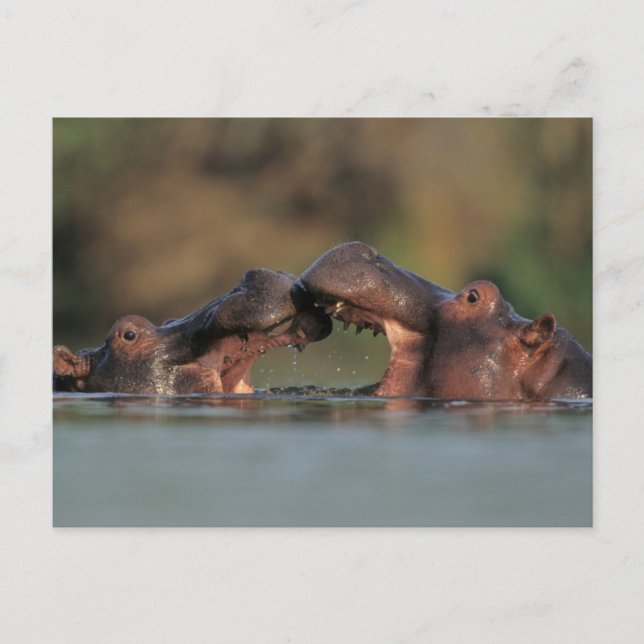 Cartão Postal Luta Hippos (Hippopotamus Amphibius) (Frente)