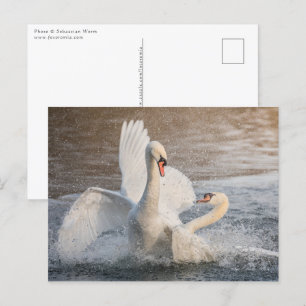 Cartão Postal Lutando com a Natureza dos Swans Foto