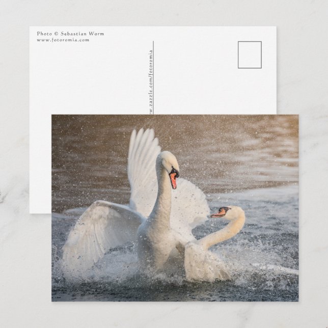 Cartão Postal Lutando com a Natureza dos Swans Foto (Frente/Verso)