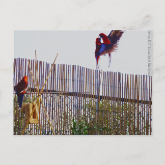 Cartão Postal Lutando pela garota