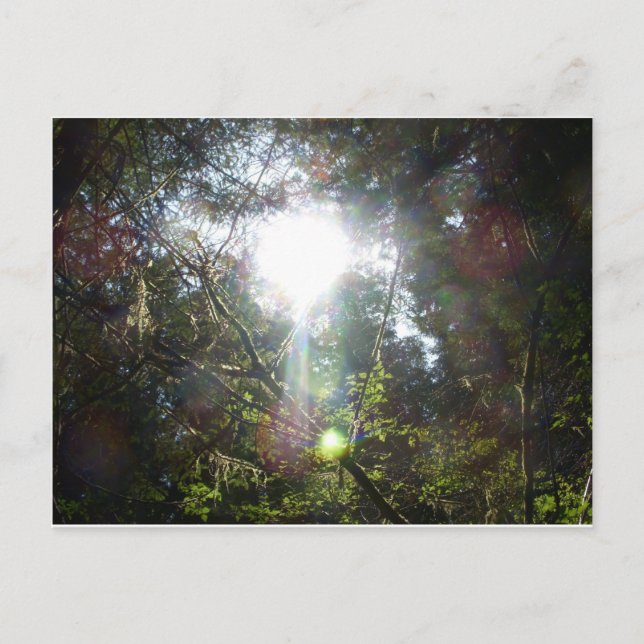 Cartão Postal Luz através das árvores (Frente)