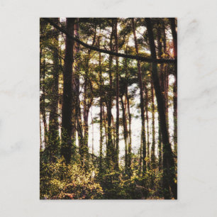 Cartão Postal Luz Através das Árvores Florestais