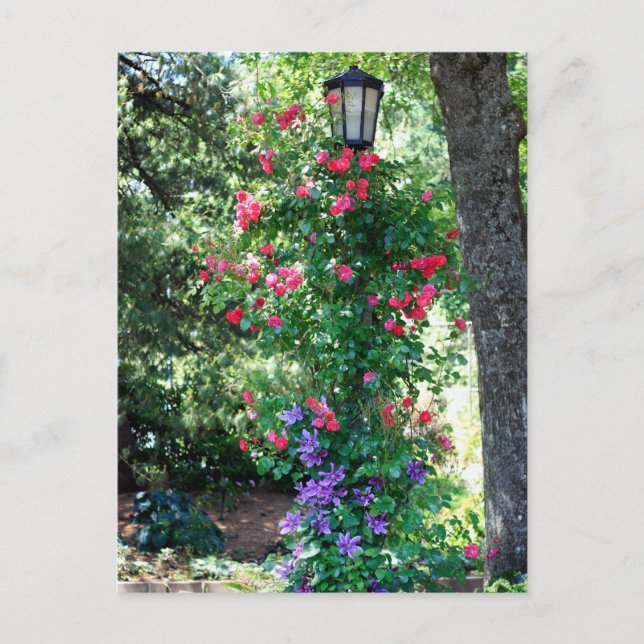 Cartão Postal Luz bonita (Frente)