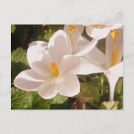 Cartão Postal Luz branca apodrecida