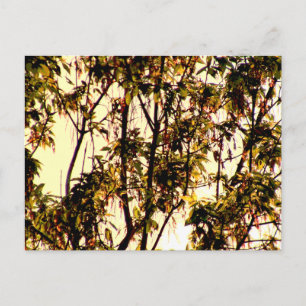 Cartão Postal Luz de Dawn thru Maple Folhas e Flores Postca