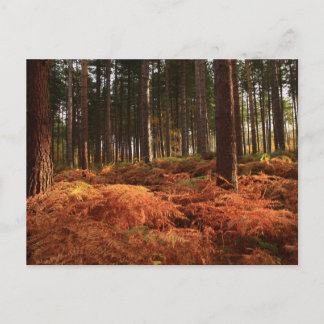 Cartão Postal Luz de outubro