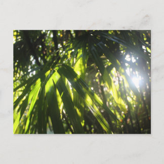 Cartão Postal Luz do sol através das palmas