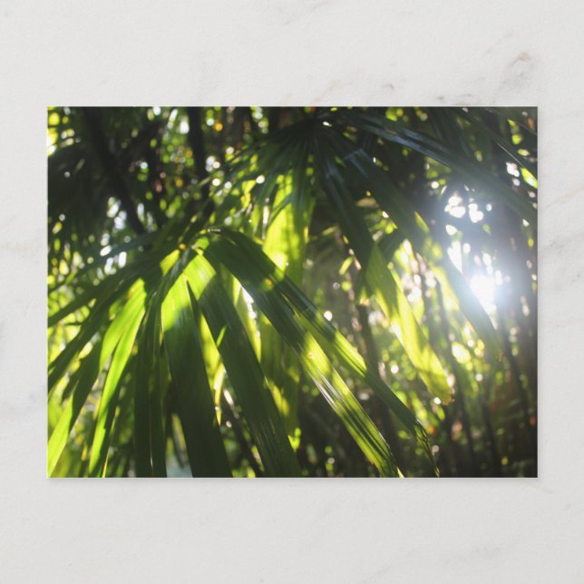 Cartão Postal Luz do sol através das palmas (Frente)