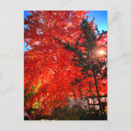 Cartão Postal Luz do sol em queda