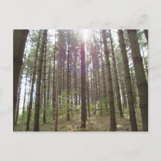 Cartão Postal Luz do sol nos pinheiros