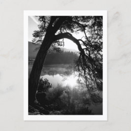 Cartão Postal Luz solar através dos pinheiros, águas residuais
