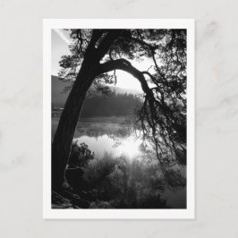 Cartão Postal Luz solar através dos pinheiros, águas residuais
