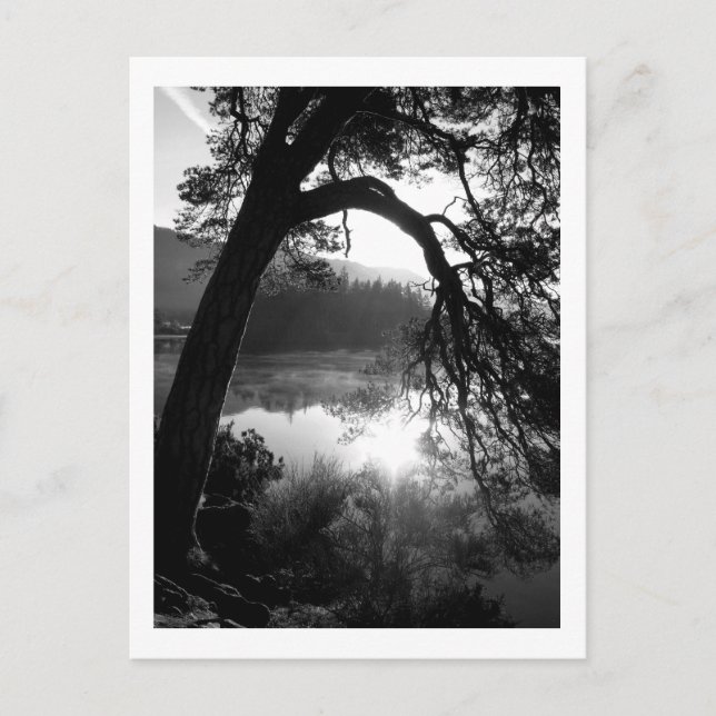 Cartão Postal Luz solar através dos pinheiros, águas residuais (Frente)