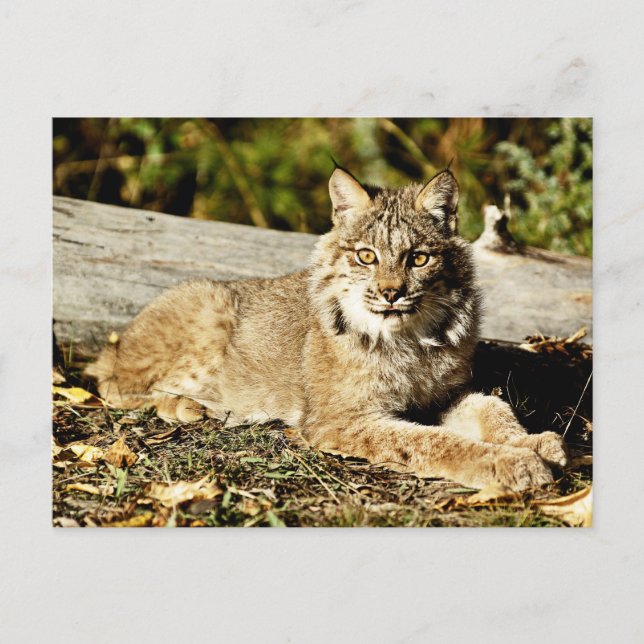 Cartão Postal Lynx canadense (Frente)