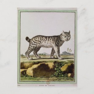 Cartão Postal Lynx canadense