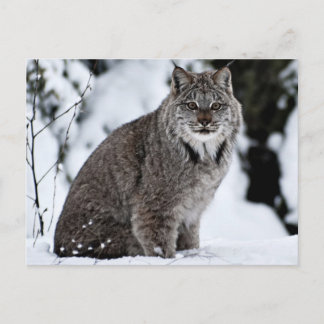 Cartão Postal Lynx canadense na neve