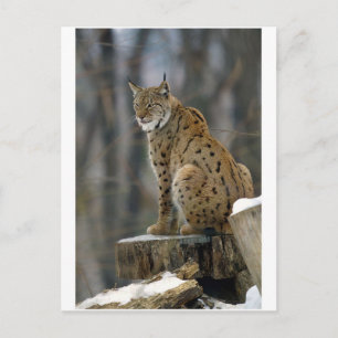 Cartão Postal Lynx Eurasian (Lynx lynx) 3