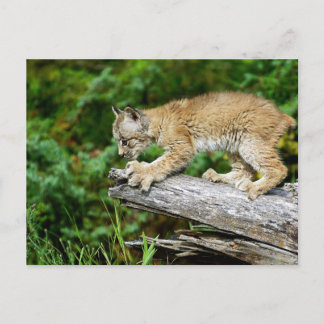 Cartão Postal Lynx Kitten canadense pronto para pular