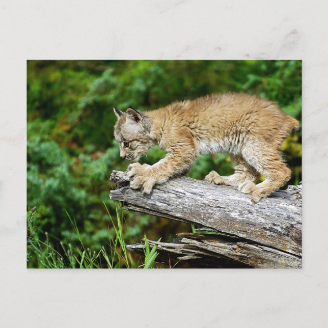 Cartão Postal Lynx Kitten canadense pronto para pular (Frente)