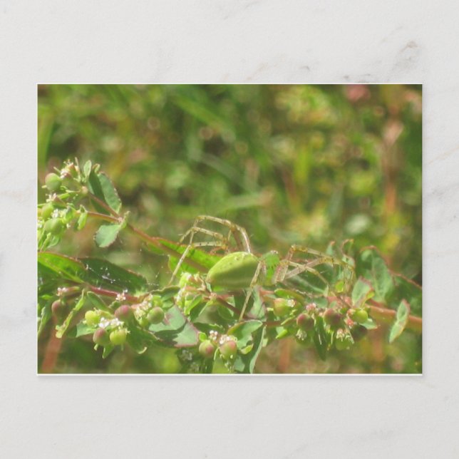 Cartão Postal Lynx Spider (Frente)