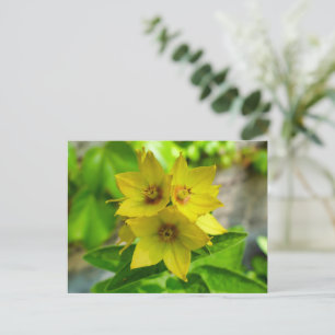 Cartão Postal Lysimachia punctata