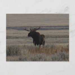 Cartão Postal M1 Bull Moose Grande Touro