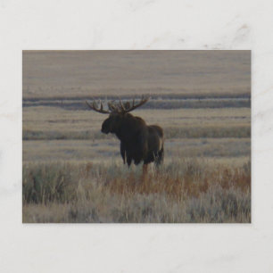 Cartão Postal M1 Bull Moose Grande Touro